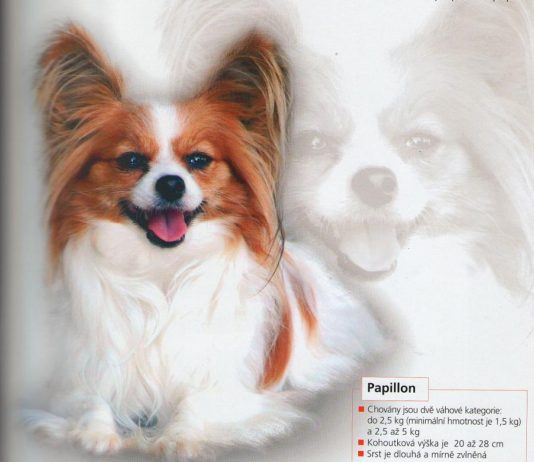 Využití srsti psů v minulosti