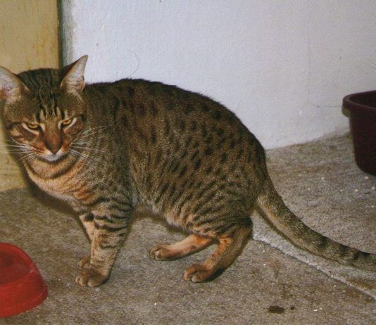 Kočka nebo pes? Nebo dokonce oba?