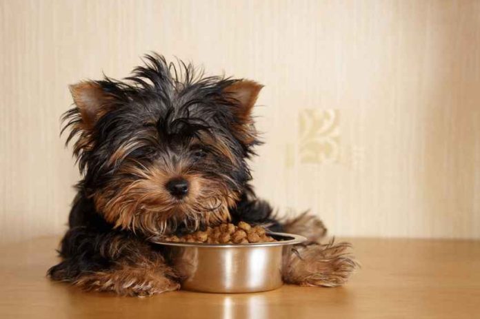 Jak vybrat ty správné granule pro vašeho psa