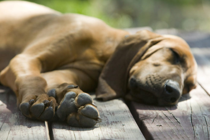 Proč je i u psů jarní únava