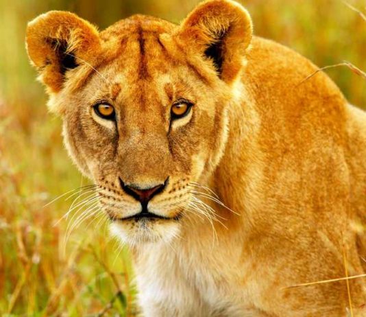 Sedmý smysl pouštních koček