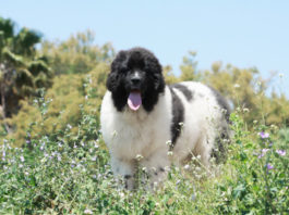 Pes ho zachránil před zmrznutím