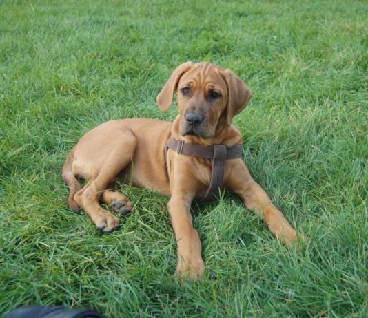 Elektrický obojek proti štěkání