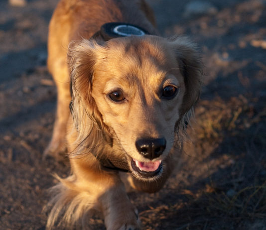 Zvířátko jako neočekávaný dárek