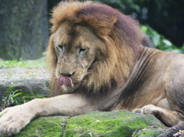 Kočkové šelmy, jak je neznáte