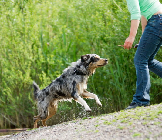 Potřebuje váš pes výcvik?