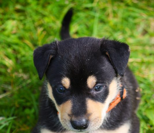 Zvířátko z útulku