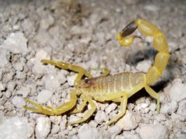 Zviřata, na jejichž jed s velkou pravděpodobností umřeme