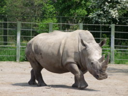 Líbánky ukončil agresivní nosorožec