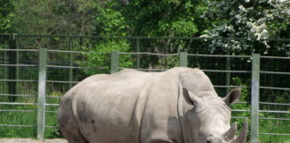 Líbánky ukončil agresivní nosorožec