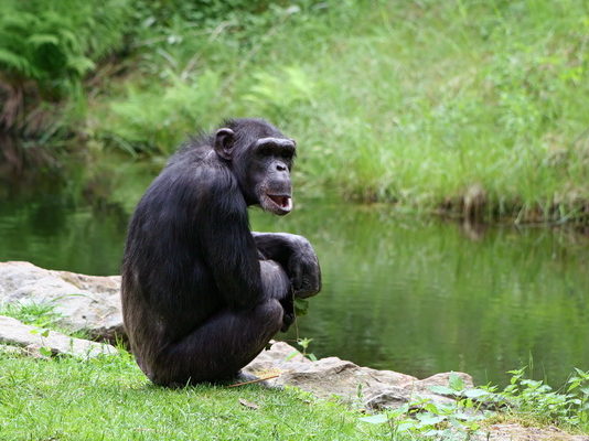 Šimpanz miluje chuť masa