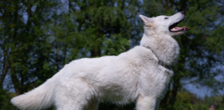 Bílý švýcarský ovčák