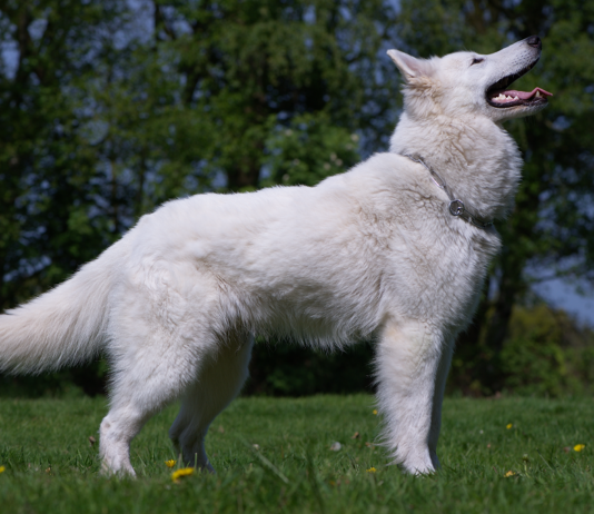 Bílý švýcarský ovčák