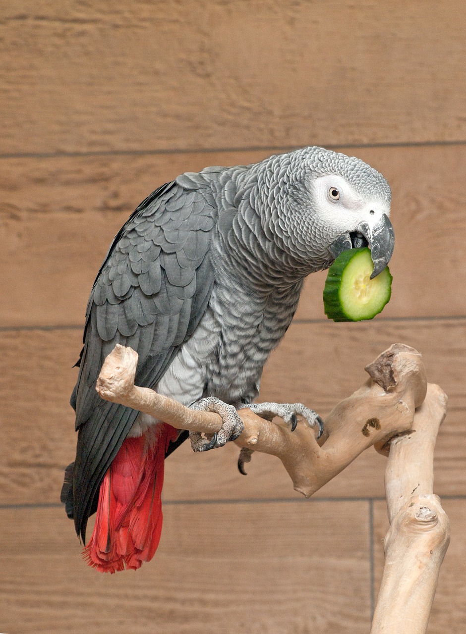 Který papoušek se naučí mluvit?