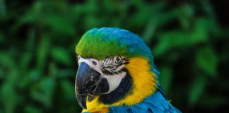 Mluvící papoušci (2): Jak naučit papouška mluvit