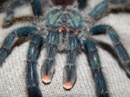 Nic pro arachnofobiky aneb máme doma sklípkana