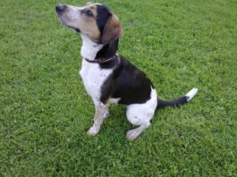 Plemeno původem z laboratoře: Český strakatý pes