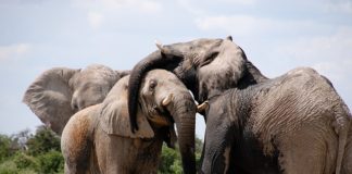 Sloni jako bojová zvířata