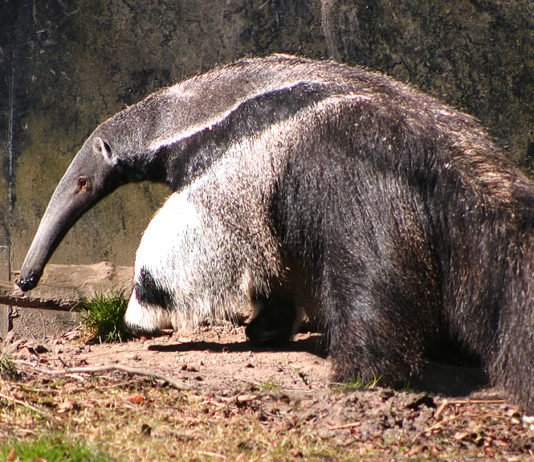 Za novými přírůstky do ZOO Praha