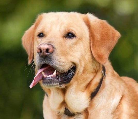 Kdy a jak si člověk ochočil psa?