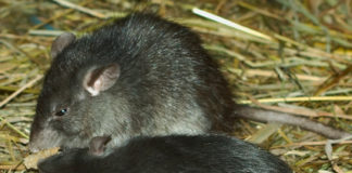 Krysy dokážou odhalit miny čichem