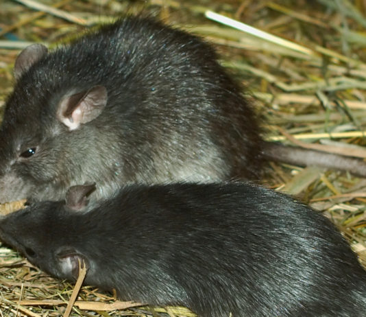 Krysy dokážou odhalit miny čichem