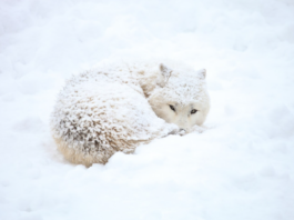 Jak se zvířata přizpůsobují extrémnímu chladu v přírodě?