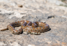 Která zvířata umí předstírat smrt? Extrémní survival strategie Která zvířata umí předstírat smrt? Extrémní survival strategie