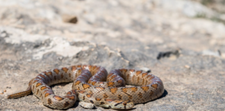 Která zvířata umí předstírat smrt? Extrémní survival strategie