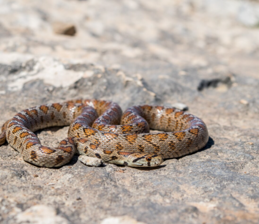 Která zvířata umí předstírat smrt? Extrémní survival strategie