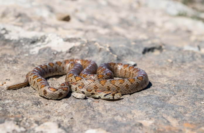 Která zvířata umí předstírat smrt? Extrémní survival strategie