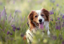 Proč pes doma zlobí, ale venku poslouchá?