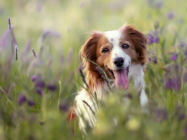 Proč pes doma zlobí, ale venku poslouchá? Proč pes doma zlobí, ale venku poslouchá?