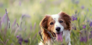 Proč pes doma zlobí, ale venku poslouchá?