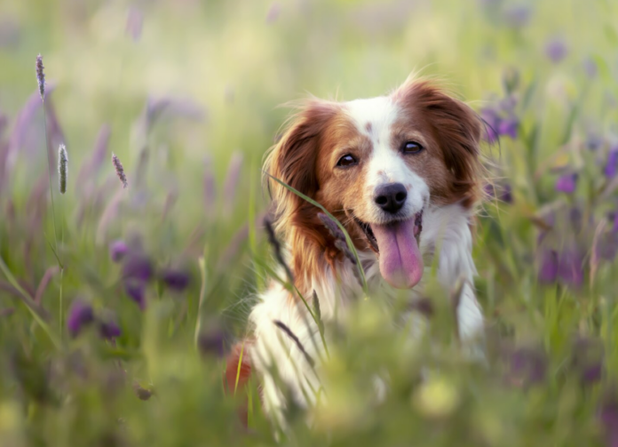 Proč pes doma zlobí, ale venku poslouchá?