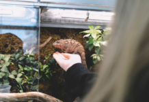 Nejčastější chyby při zakládání terária