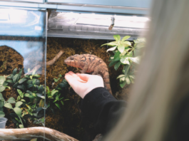Jaké jsou nejčastější chyby při zakládání terária? Nejčastější chyby při zakládání terária