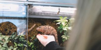 Jaké jsou nejčastější chyby při zakládání terária? Nejčastější chyby při zakládání terária
