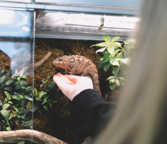 Jaké jsou nejčastější chyby při zakládání terária? Nejčastější chyby při zakládání terária