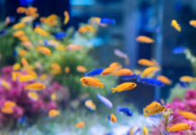 Proč některé druhy ryb spí s otevřenýma očima