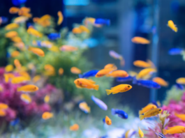 Proč některé druhy ryb spí s otevřenýma očima