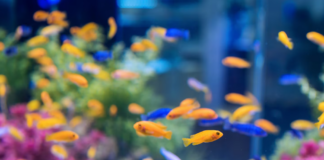 Proč některé druhy ryb spí s otevřenýma očima