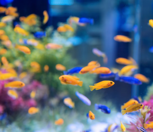 Proč některé druhy ryb spí s otevřenýma očima? Proč některé druhy ryb spí s otevřenýma očima