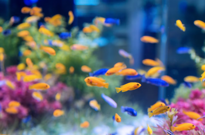 Proč některé druhy ryb spí s otevřenýma očima