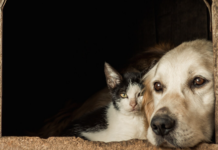 Co se stane, když zvíře ztratí svého majitele?