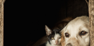 Co se stane, když zvíře ztratí svého majitele? Co se stane, když zvíře ztratí svého majitele?