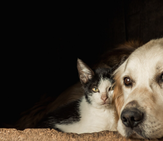 Co se stane, když zvíře ztratí svého majitele? Co se stane, když zvíře ztratí svého majitele?