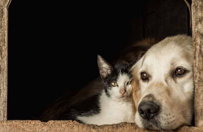 obrázek_2026-04-15_181427556 Co se stane, když zvíře ztratí svého majitele?